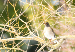 腹黒くないよシロハラだよ