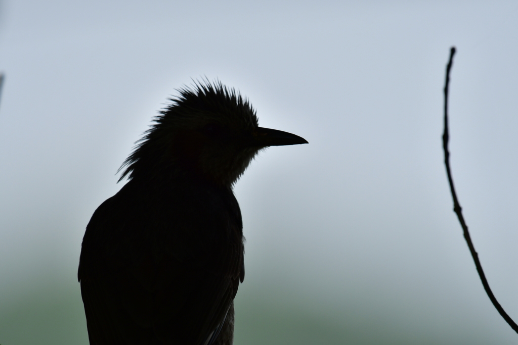 頭ボサボサシルエット