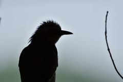 頭ボサボサシルエット