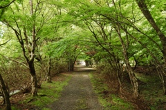 金剛院の緑の遊歩道
