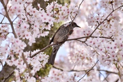 桜とヒヨドリ