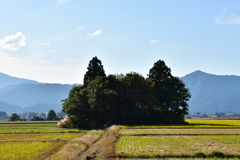 トトロ♪トトーロ♬