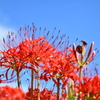 青空と彼岸花