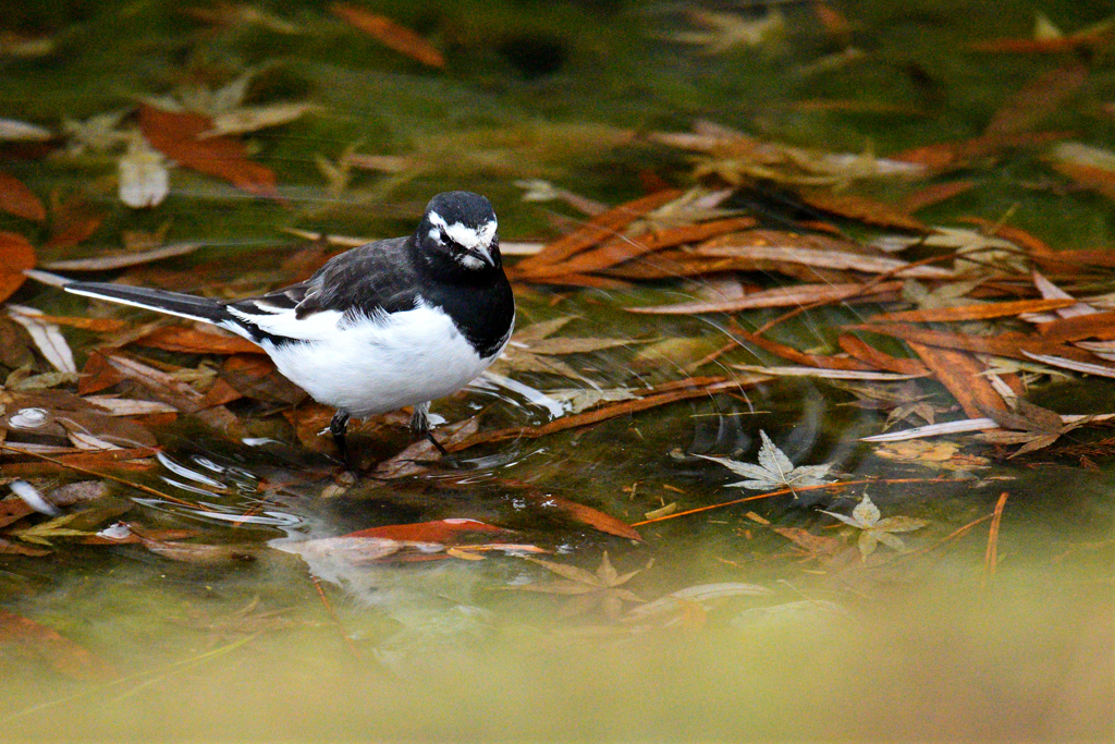 清らかな水の上で