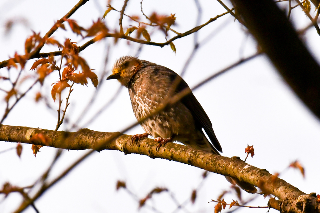 今朝のヒヨドリ