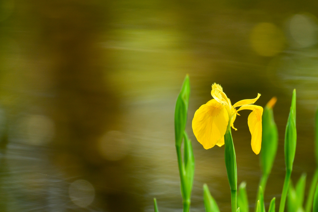 黄菖蒲