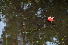 水面に浮かぶ秋