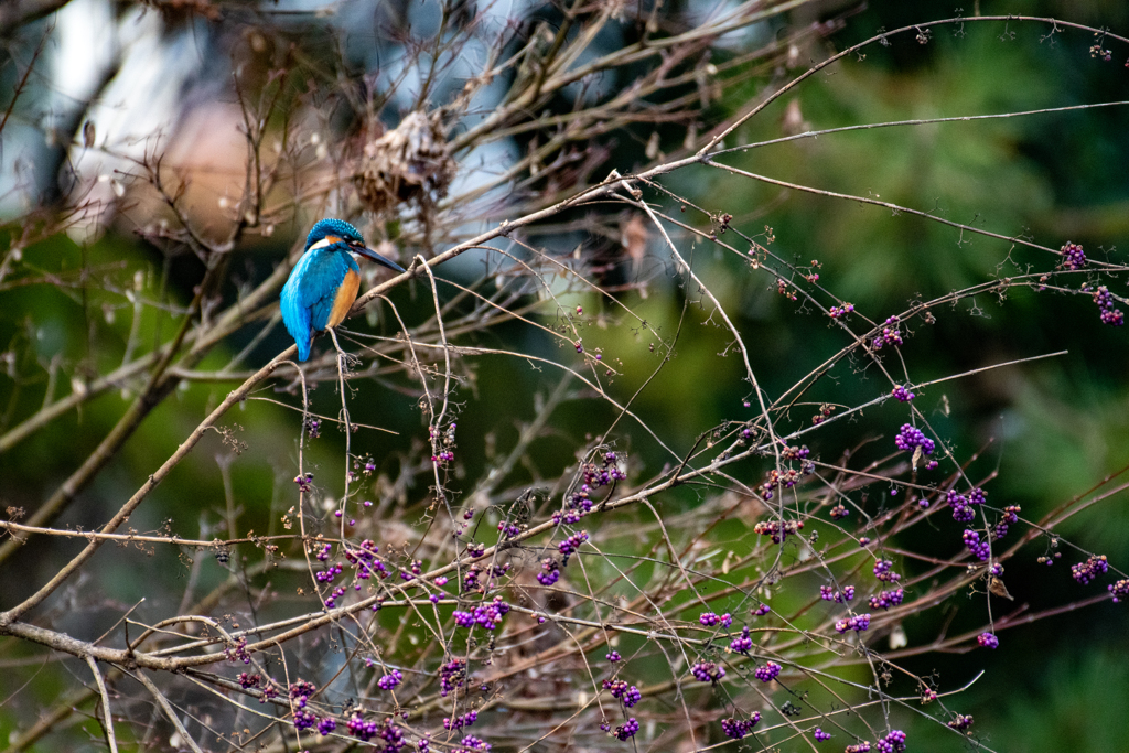 翡翠とムラサキシキブ