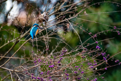 翡翠とムラサキシキブ
