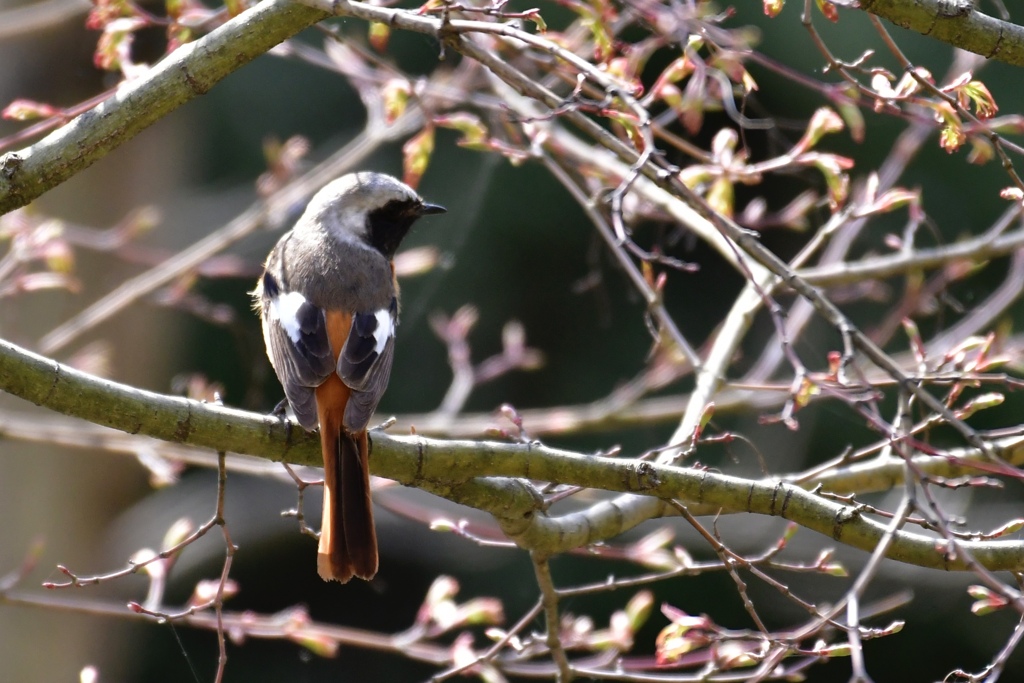 芽生え始めのモミジで一休み