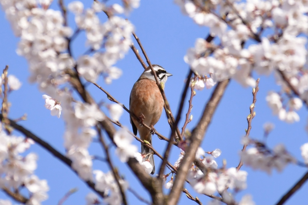 さくら薫る枝にて
