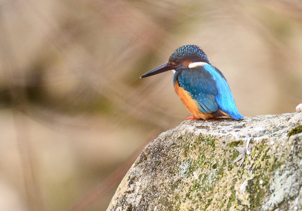 獲物来ないかなぁ