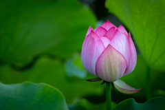 花蓮