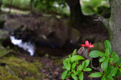 小さな秋見ぃつけた