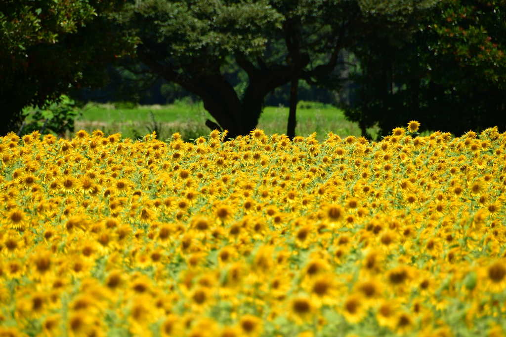 向日葵向日葵向日葵！