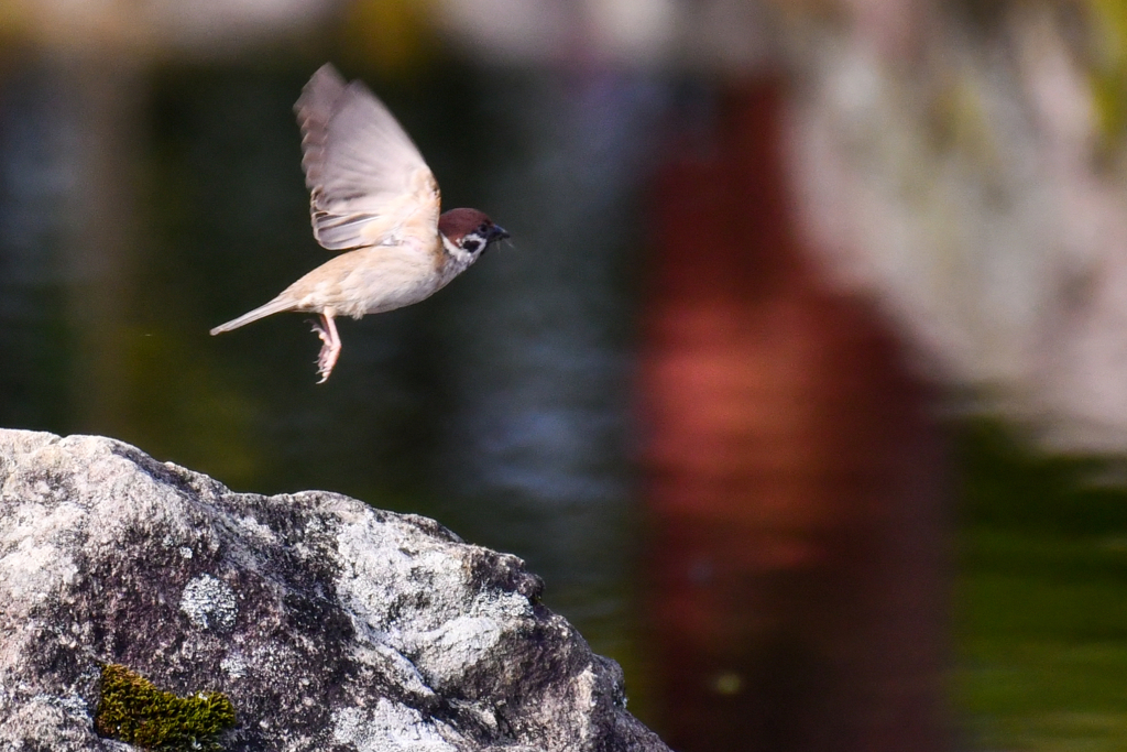 スズメの飛翔