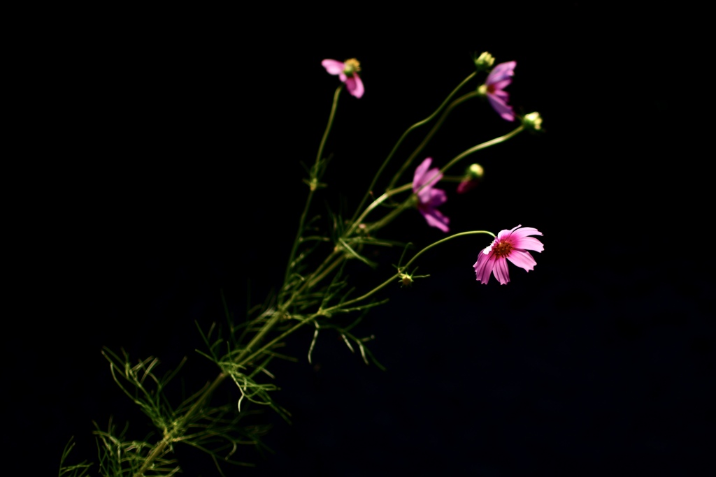 黒影に浮かぶ秋桜