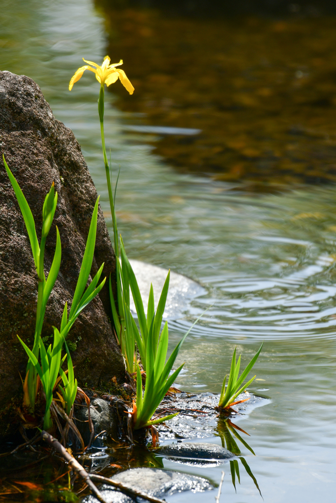 黄菖蒲