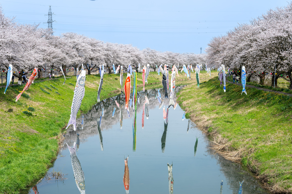 中河桜の鯉のぼり