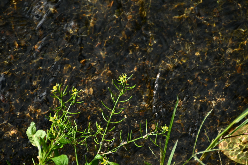 秋暑の中での涼
