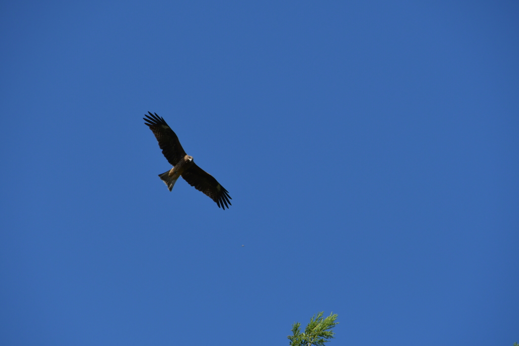 UFO？先ほどの謎の飛行物体の…