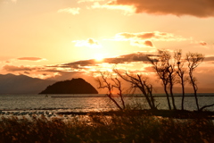 竹生島と野鳥と鳰の湖