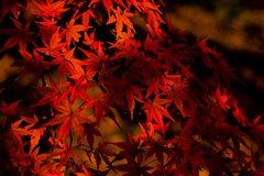 木陰の紅色