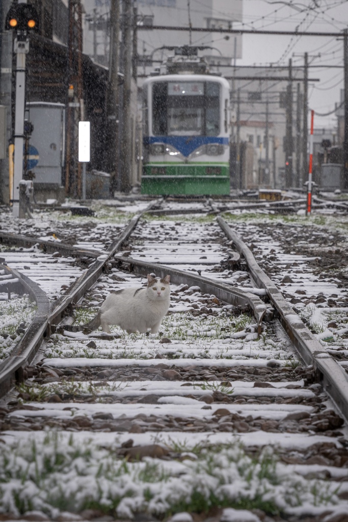 線路に猫