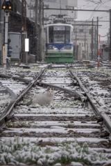 線路に猫