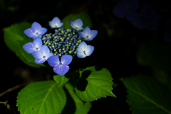夜紫陽花