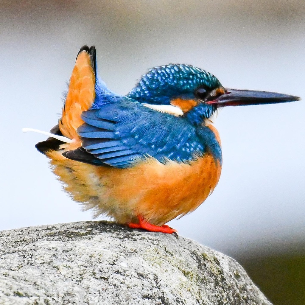 ちょいと失礼します