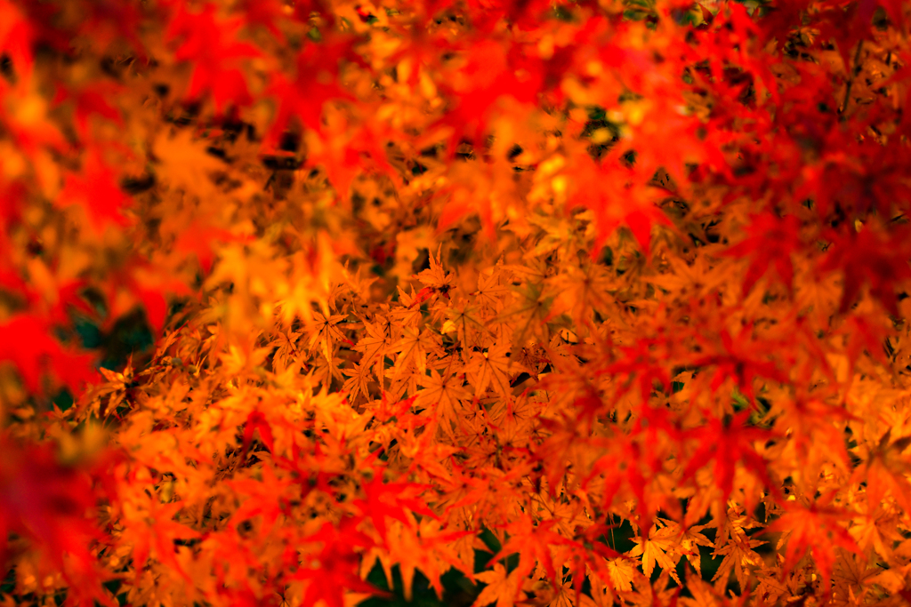 もみじに囲まれて