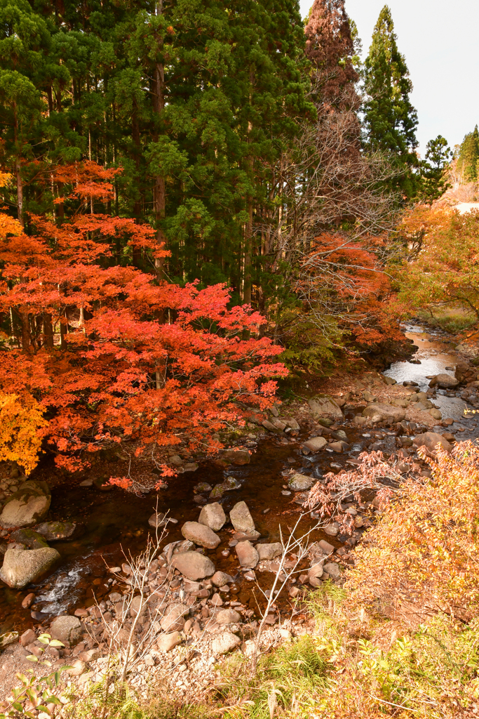 渓谷の紅葉