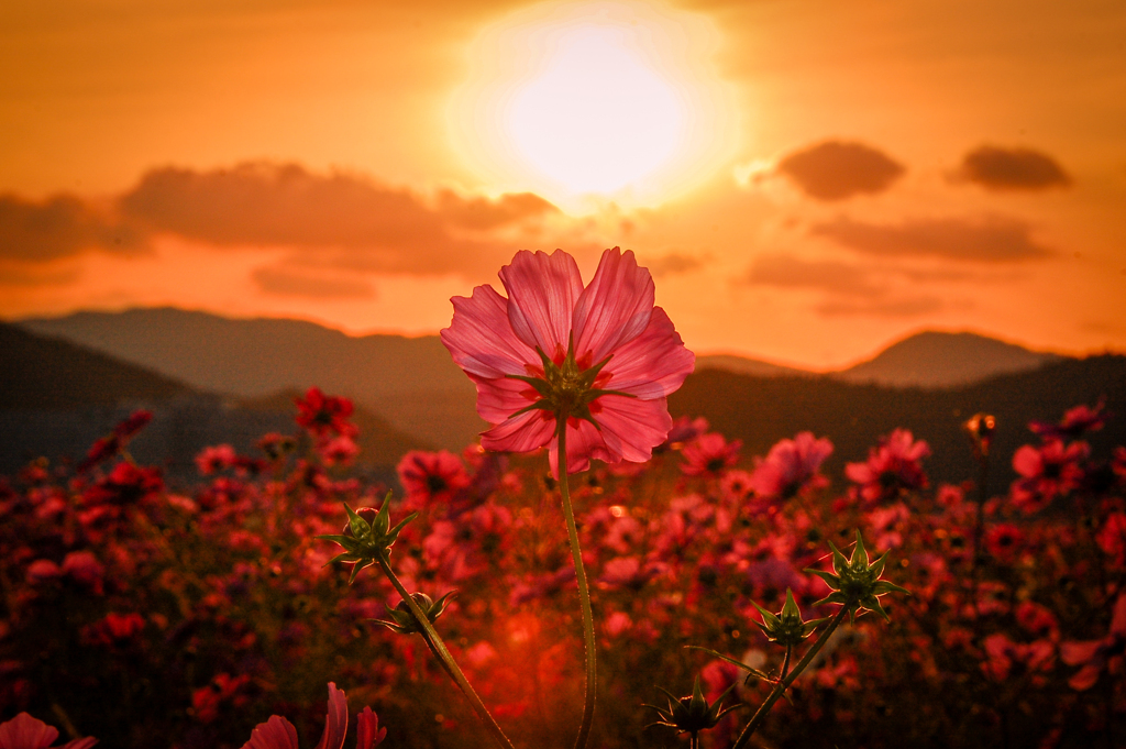 秋桜と夕日