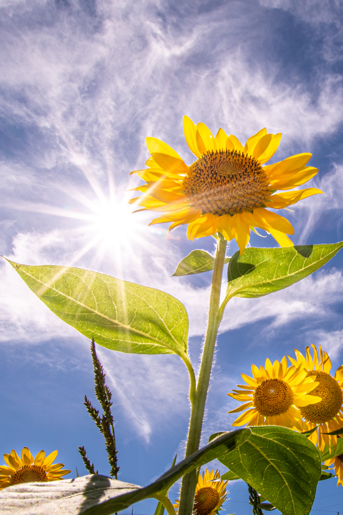 Sun&Sunflower