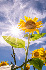Sun&Sunflower