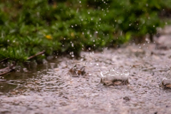 雨