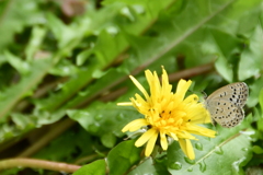 シジミチョウとタンポポ。そして蟻。