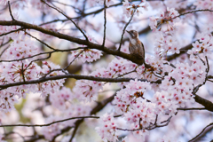桜とコゲラ②