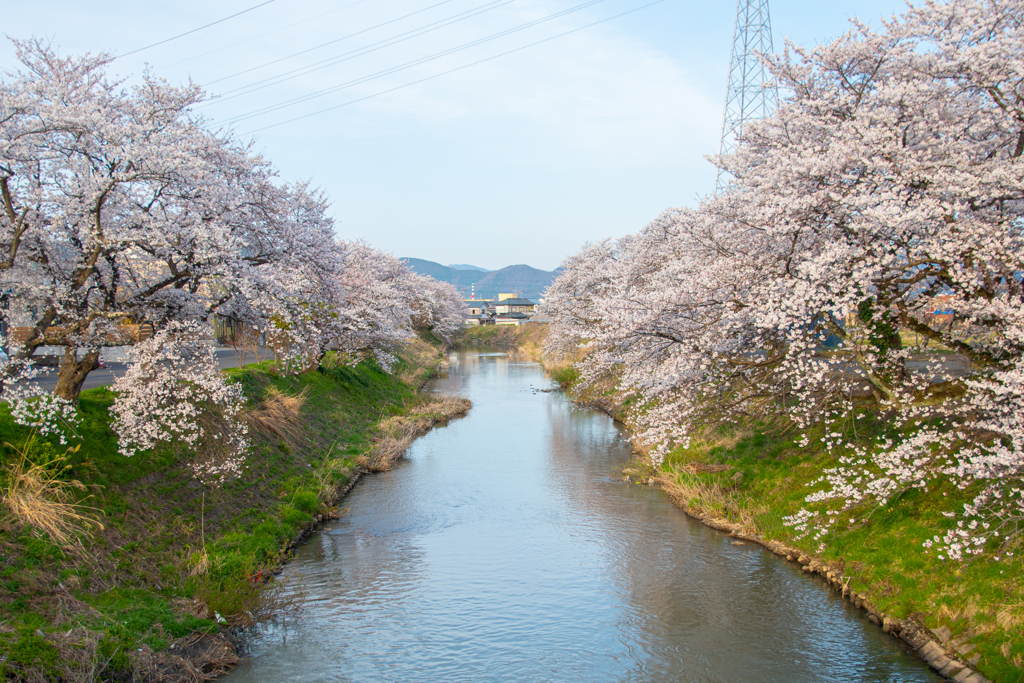吉野瀬川と桜
