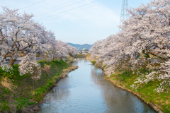 吉野瀬川と桜