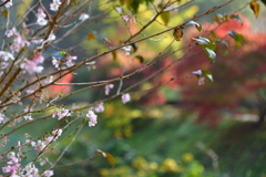 冬浅し 季節間違え さくら咲く