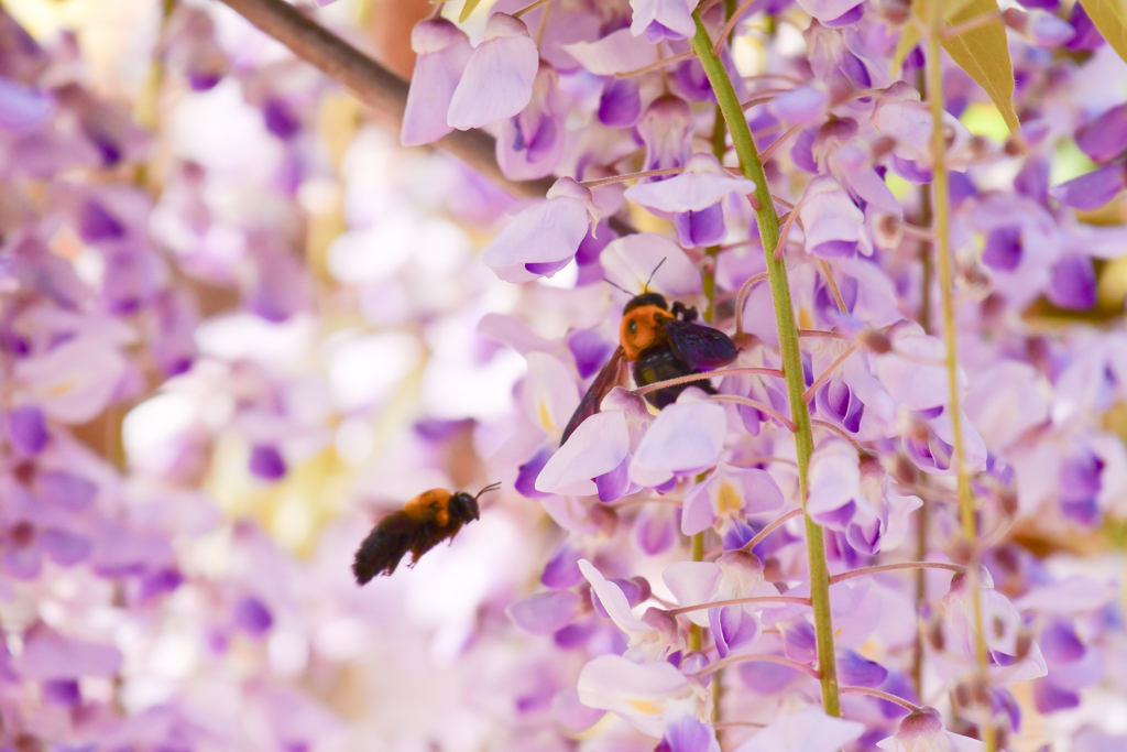 どの蜜が美味いかな