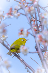 ウメジロ