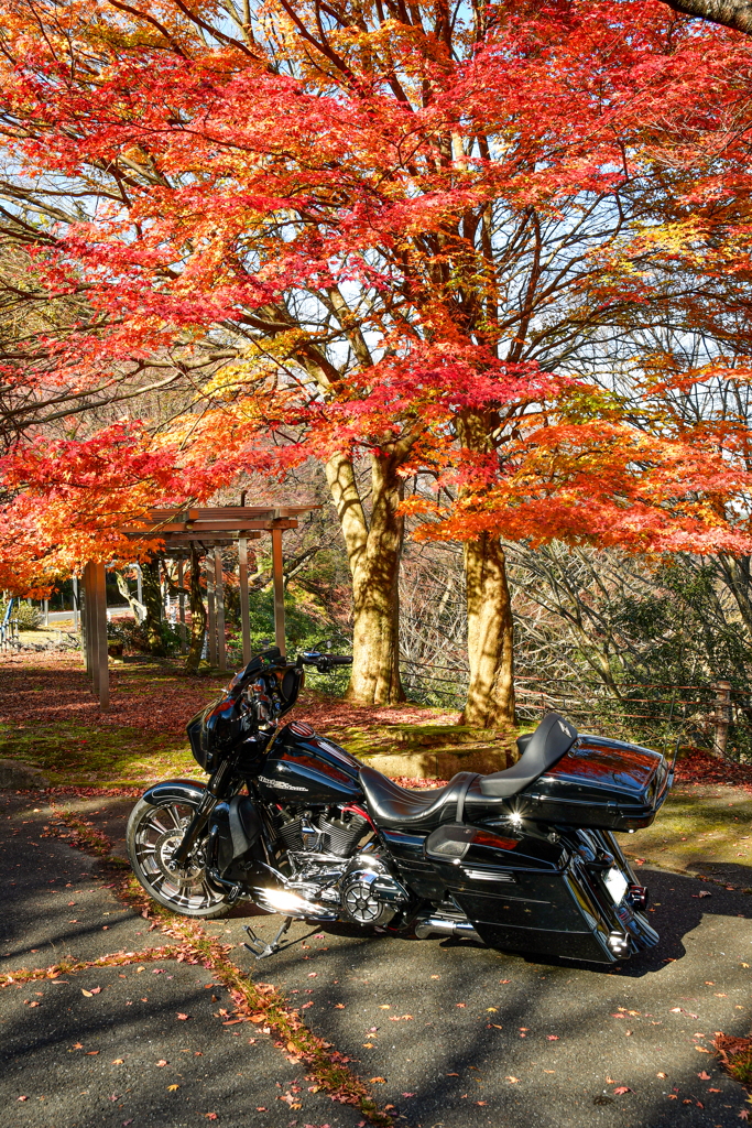 愛馬と紅葉