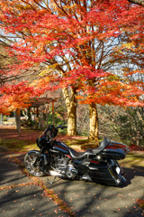 愛馬と紅葉