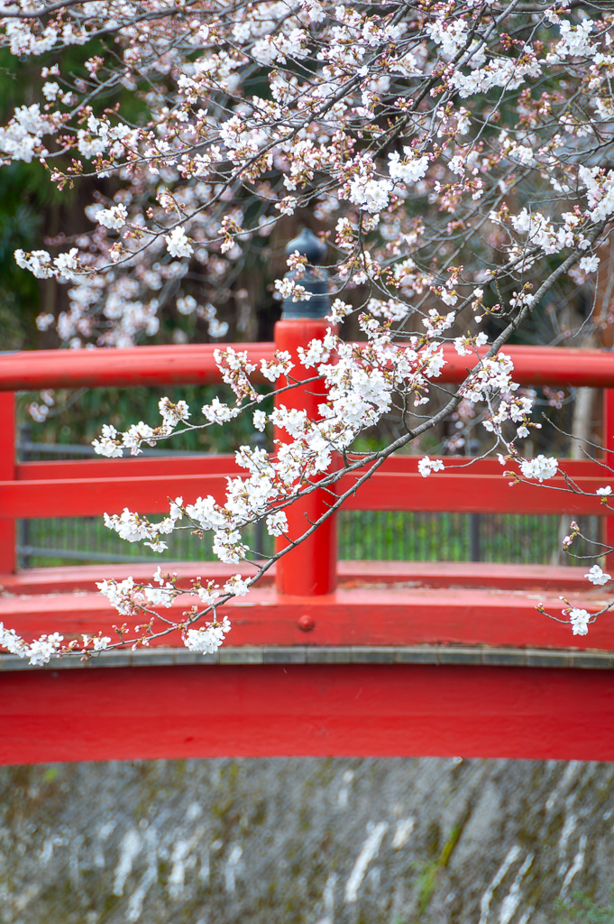 桜の季節到来
