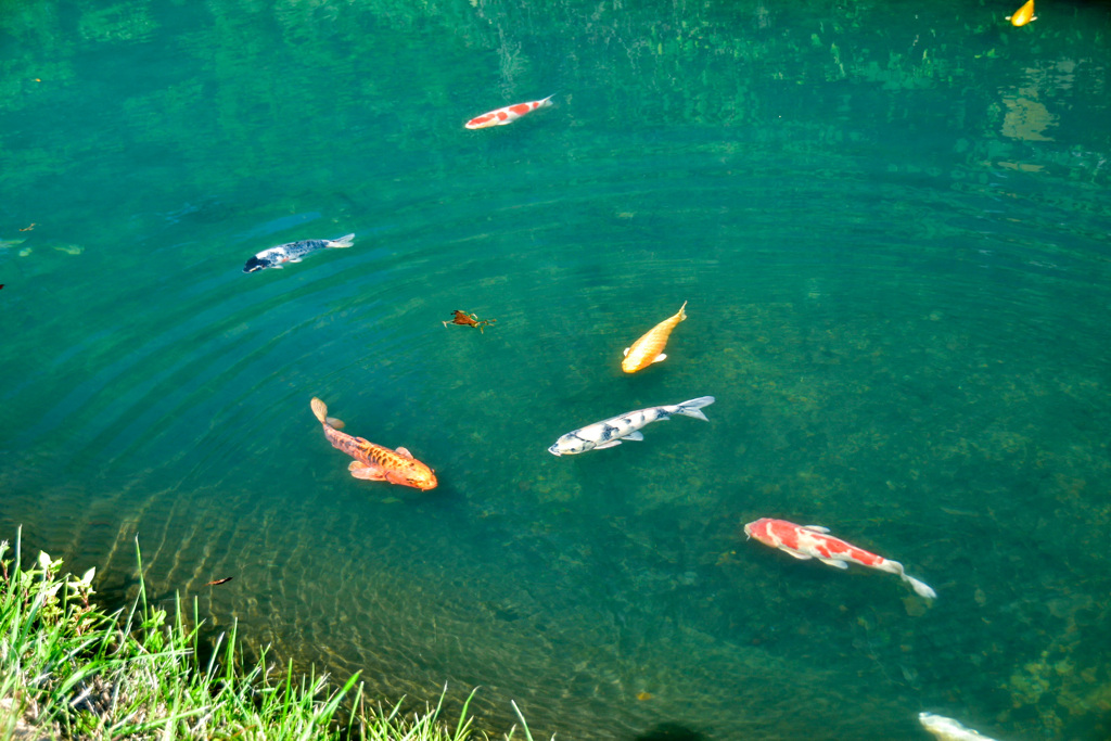 湧水に泳ぐ鯉