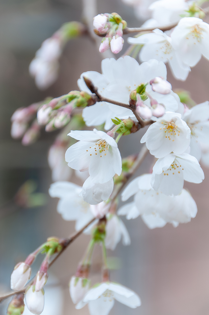 開花