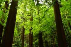 夏の暑さを和らげるみどり